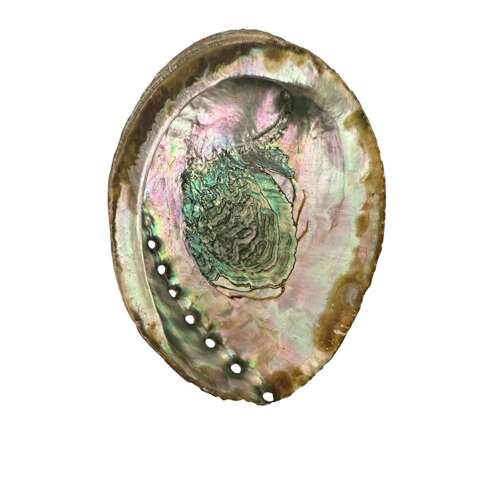 Large Natural Abalone Shell 6” Iridescent Mother of Pearl Smudging Bowl Trinket - Picture 3 of 10